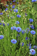 Bed of Cornflower blooms, Kent England
