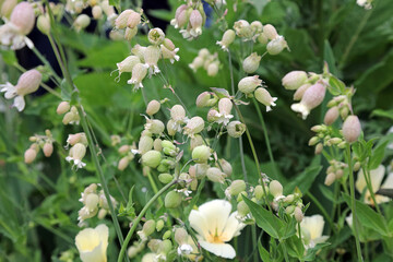 Closeup of a bed of Bladder Campion blooms, Kent England
