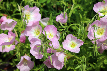 Closeup of White Evening Primrose blooms, Kent England
