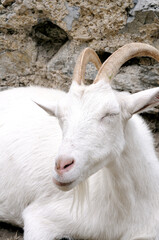 Kopf einer weilblichen Ziege. Head of a female goat.