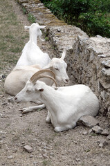 Liegende Ziegen. Resting goats.