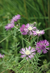 Cluster of Purple Milk Thistle flowers, Kent England
