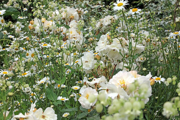 Closeup of white Roses among Oxeye Daisies and Bladder Campion, Kent England
