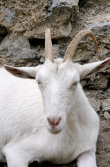 Kopf einer weilblichen Ziege. Head of a female goat.