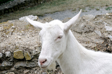 Kopf einer weilblichen Ziege. Head of a female goat.