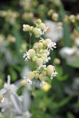 Macro image of Bladder Campion flowers, Kent England
