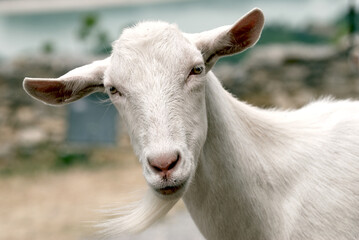 Kopf einer weilblichen Ziege. Head of a female goat.