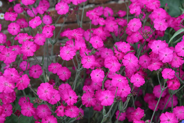Macro image of Rose Campion blooms, Kent England
