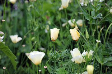 Macro image of pale yellow California Poppy buds, Kent, England
