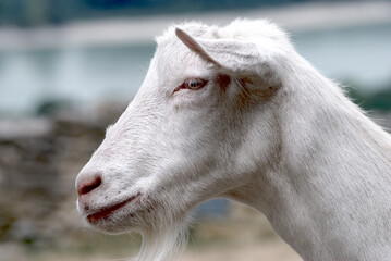 Kopf einer weilblichen Ziege. Head of a female goat.