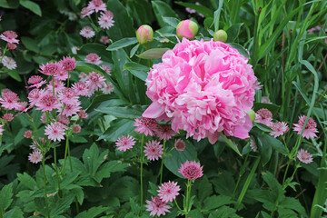 Pink Peony and Greater Masterwort blooms, Kent England

