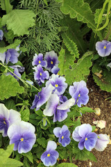 Purple Pansy blooms, Kent England
