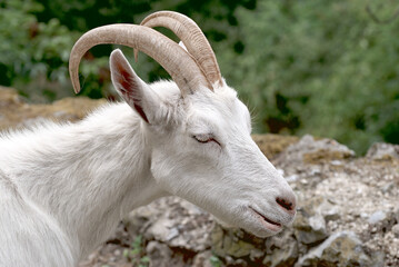 Kopf einer weilblichen Ziege. Head of a female goat.