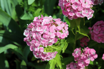 Sweet William blooms covered with rain drops, Kent England
