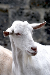 Kopf einer weilblichen Ziege. Head of a female goat.