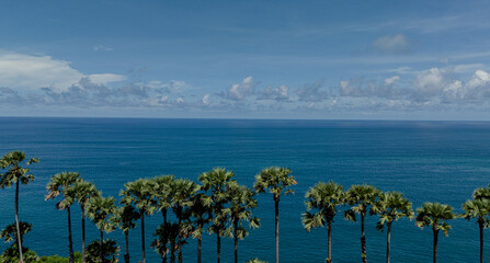 A large row of palm trees against the backdrop of a vast ocean coastline