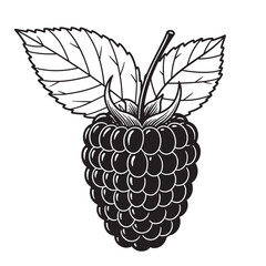 Elegant black and white vintage art silhouette of a detailed blackberry with leaves for design elements