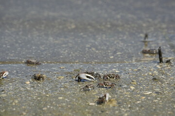 pack of mini crabs