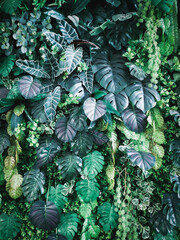 A top view of natural green leaves with rich textures, perfect as a nature-inspired background or tropical leaf wallpaper