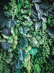 A top view of natural green leaves with rich textures, perfect as a nature-inspired background or tropical leaf wallpaper