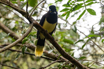 Iguaçu 