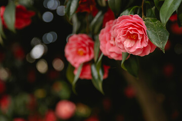 Vibrant red camellia flowers in full bloom