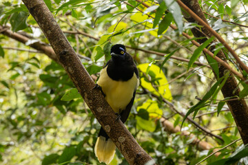 Iguaçu 