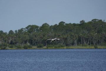 Pelican in Flight