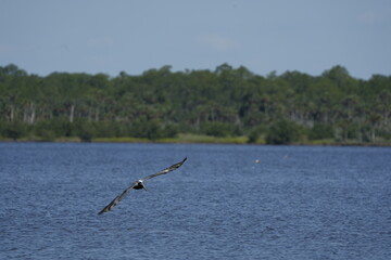 Naklejka premium Pelican in Flight