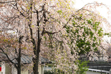 Cherryblossoms in Full Bloom