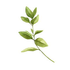 A serene watercolor branch featuring soft green leaves in varied shapes and sizes evoking freshness, natural elegance, and a calm, organic atmosphere