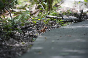 Bird hunting for food near a path