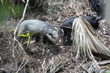 Wild boar in a Quarry