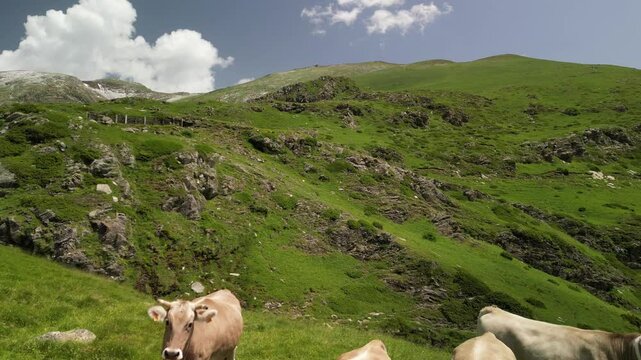 Vacas pasturando Barranc de Berasti, Clot de la Mainera, Bordes de Llessui, Llessui