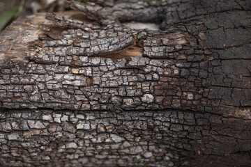 textured tree bark with partially burnt areas