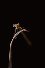 Close-up of a small brown dragonfly photographed from the front. The insect looks curiously at the camera. The background is dark.