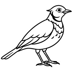Lark line art vector