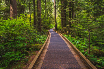 Easy access boardwalk in BC urban forest park.