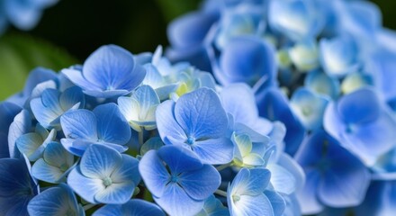 Beautiful Close Up Of Vibrant Blue Hydrangea Flower Blossoms