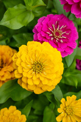 Bright yellow zinnia in full bloom, surrounded by pink and orange blossoms and lush green foliage in a vibrant summer garden.