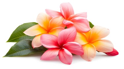 Naklejka premium Beautiful Pink and Yellow Plumeria Flowers with Green Leaves