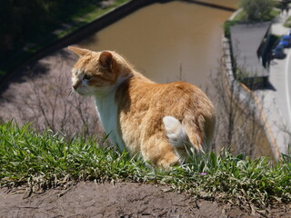 Gato anaranjado en un paisaje junto al río en Sarajevo