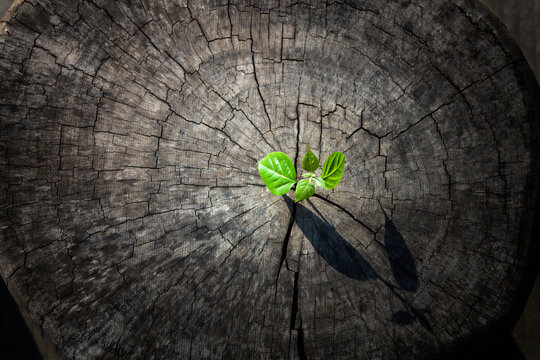 New shoot grow on old tree stump