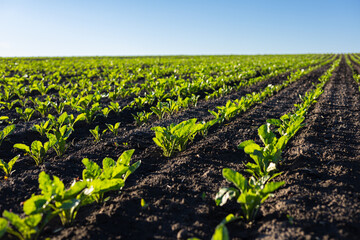 Rows of sugar beet seedlings flourish in a vast field, soaking up sunlight in ideal growing...