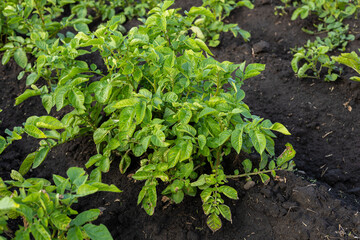 Lush potato plants thrive in dark, fertile soil under clear skies, illustrating the vitality of agricultural practices