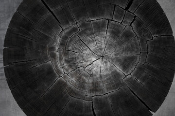 Texture of old tree stump