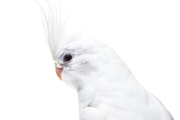 Albino cockatiel on white background