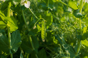 A vibrant green pea pod is seen nestled among leafy vines in a sunlit garden, showcasing the beauty of nature's bounty