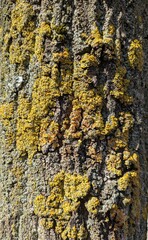 Naklejka premium Vista de cerca de la textura de la corteza de un árbol recubierto de líquenes como fondo de madera