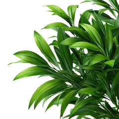 Lush Green Parlor Palm Plant Leaves Vibrant Greenery Detail on transparent Background